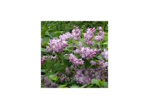 Deutzia 'Perle Rose'