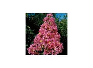 Lilas des Indes Yang Tsé®