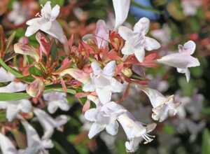 Abélia à grandes fleurs Abélia à grandes fleurs
