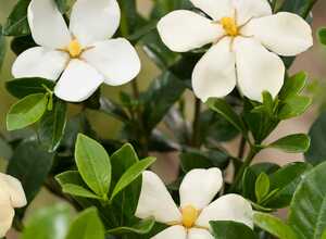 Gardenia d'extérieur 'Kleim's Hardy'