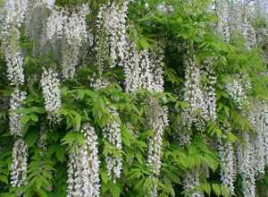 Glycine blanche du Japon