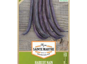 Haricot Nain Purple Queen Bio