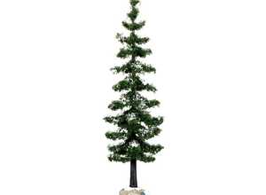 Sapin épinette bleue 7 x 7 x 15.3 cm