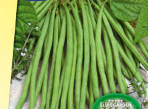 Haricot nain en filets Cordoba