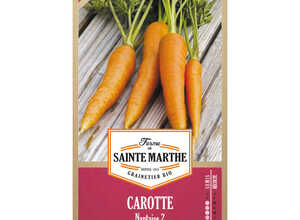 Carotte Potagère Nantaise