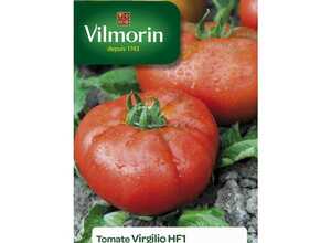 Tomate Virgilio HF1