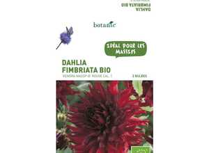 2 bulbes de Dahlia Fimbriata Kenora Macop BIO - Rouge foncé