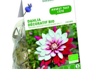 2 bulbes de Dahlia Pompon Natural Bicolore BIO – Rouge et blanc