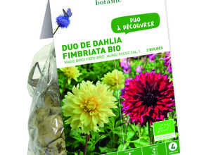 Duo de Dahlia Fimbriata Magic Bird/ Fiery Bird BIO – Jauneouge Duo de Dahlia Fimbriata Magic Bird/ Fiery Bird BIO – Jauneouge