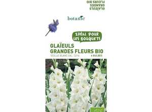 6 bulbes de Glaïeul Grande fleur hybride Ocilla BIO – Blanc 6 bulbes de Glaïeul Grande fleur hybride Ocilla BIO – Blanc