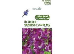 6 bulbes de Glaïeul Grande Fleur Hybride Fiorentina BIO - Rose 6 bulbes de Glaïeul Grande Fleur Hybride Fiorentina BIO - Rose