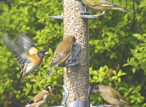 Plastic Seed Feeder (Large-Silver)