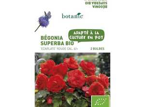 2 bulbes de Bégonia Superba Ecarlate BIO - Rouge