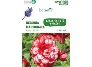 4 bulbes de Bégonia Marmorata Rose 4 bulbes de Bégonia Marmorata Rose