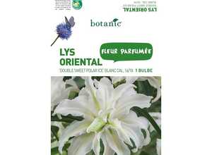 Bulbe de Lys Oriental Double Sweet Polar Ice - Blanc Bulbe de Lys Oriental Double Sweet Polar Ice - Blanc