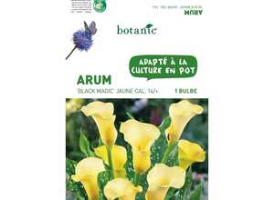 Bulbe d’Arum Black Magic - Jaune Bulbe d’Arum Black Magic - Jaune