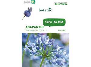 Bulbe d’Agapanthe Pinocchio - Violet Bulbe d’Agapanthe Pinocchio - Violet