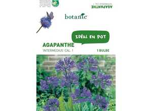 Bulbe d’Agapanthe Intermedius - Violet Bulbe d’Agapanthe Intermedius - Violet