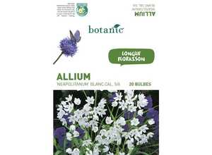 20 bulbes d’Allium Neapolitanum - Blanc 20 bulbes d’Allium Neapolitanum - Blanc