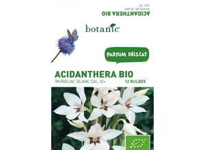 12 bulbes d’Acidanthera Muriela BIO blanc