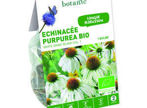 Bulbe d’Echinacee Purpurea White Swan BIO – Blanc Bulbe d’Echinacee Purpurea White Swan BIO – Blanc