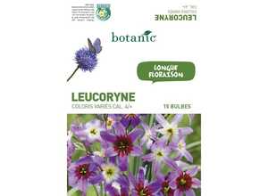 15 bulbes de Leucocoryne Purpurea Mélange – Couleurs variées