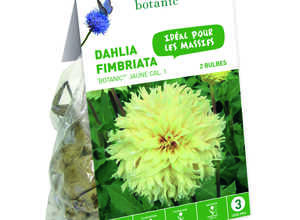 2 bulbes de Dahlia Crispa Botanic Jaune