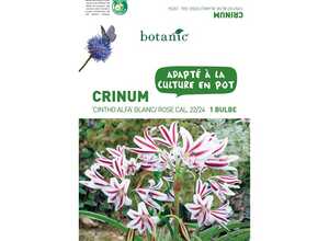 Bulbe de Crinum Cintho Alfa – Blanc/Rose Bulbe de Crinum Cintho Alfa – Blanc/Rose