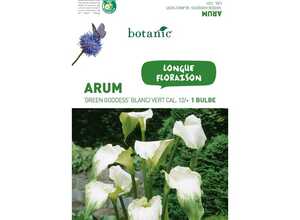 Bulbe d’Arum Green Goddess – Blanc/Vert Bulbe d’Arum Green Goddess – Blanc/Vert