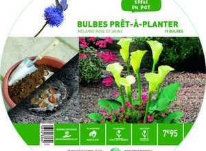 19 bulbes en mélange prêt à planter – Rose/Jaune