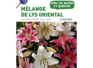 12 bulbes de Mélange de Lys Oriental en panier – Couleurs Variées