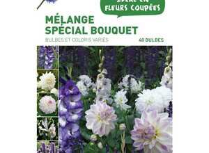 40 bulbes de Mélange spécial Bouquet – Couleurs Variées 40 bulbes de Mélange spécial Bouquet – Couleurs Variées