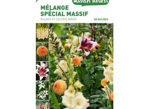 80 bulbes de Mélange spécial Massif – Couleurs Variées 80 bulbes de Mélange spécial Massif – Couleurs Variées