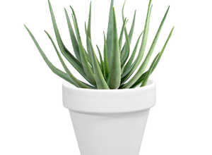 Pot horticole en terre cuite émaillée Blanc - D10 x H8.5 Pot horticole en terre cuite émaillée Blanc - D10 x H8.5