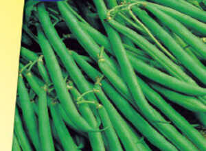Haricot nain Green Arrow