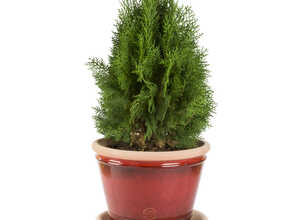 Pot Cocio Rouge Candy en terre cuite - D25 x H20