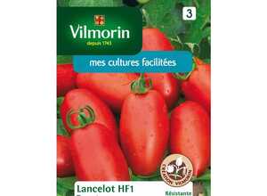 Tomate lancelot HF1