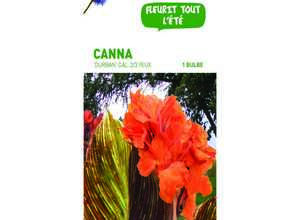 Canna Durban orange au feuillage brun strié - 1 bulbe Calibre 1 Canna Durban orange au feuillage brun strié - 1 bulbe Calibre 1