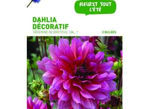 Dahlia décoratif Séverine de Breteuil mauve - 2 bulbes calibre 1 Dahlia décoratif Séverine de Breteuil mauve - 2 bulbes calibre 1