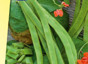 Haricot d'Ãspagne rouge Prijswinner