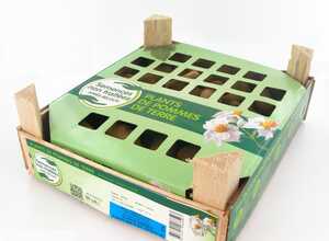 Pommes de terre Sarpo Mira calibre 28/35, 60 plants