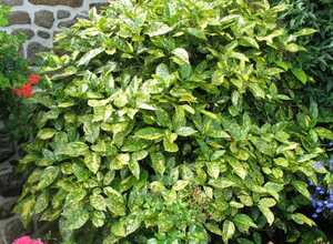 Aucuba du japon 'Crotonaefolia'