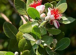 Goyavier du Brésil - Feijoa sellowiana