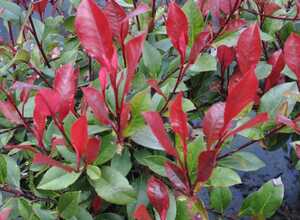 Photinia nain Little Red Robin