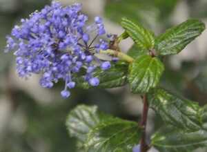 Céanothe 'Automnal blue'
