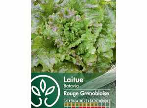 Laitue Batavia rouge Grenobloise