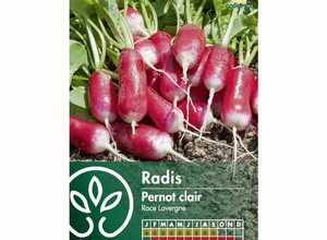Radis Lavergne