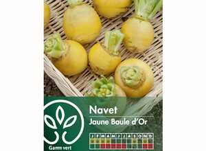 Navet Boule d'Or