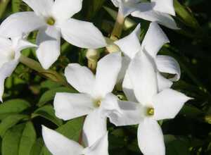 Jasmin d'été ou officinal