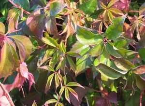 Vigne vierge quinquefolia 'Murorum'